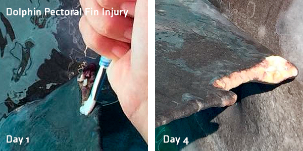 Dolphin Pectoral Fin Injury