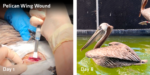 Pelican Wing Wound Day 1 to Day 8