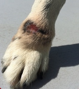 Canine Ankle Open Wound Day 1