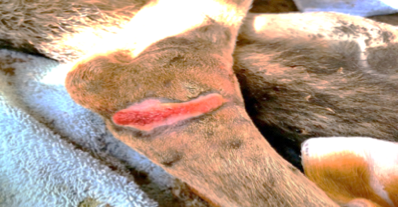 Red Wolf Laceration Day 12