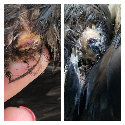 Bald Eagle Wing Wound