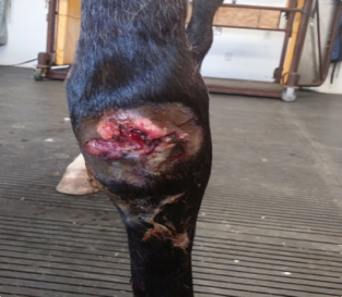 Equine Knee Wound Day 1