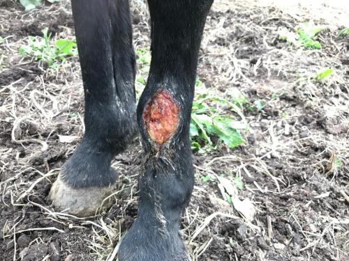 Equine Ankle Skin Graft Day 1