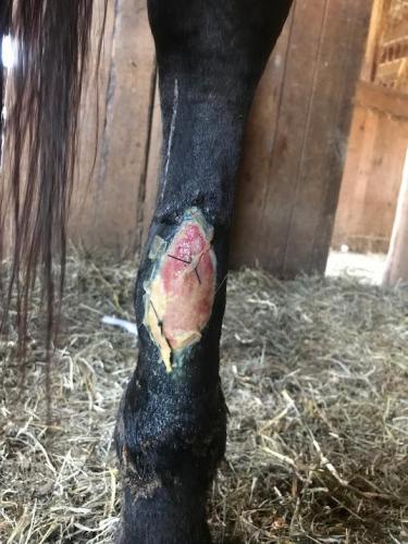 Equine Ankle Skin Graft Day 14
