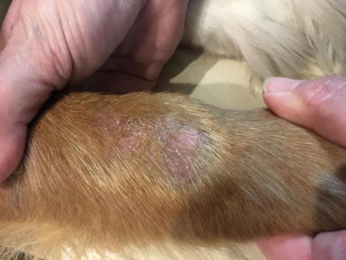 Canine Leg Granuloma Day 14