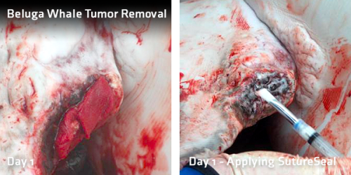 Beluga Whale Tumor Removal Day 1