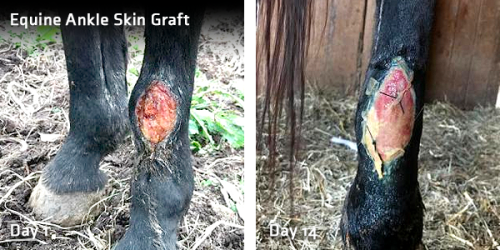 Equine Ankle Skin Graft Day 1 to Day 14